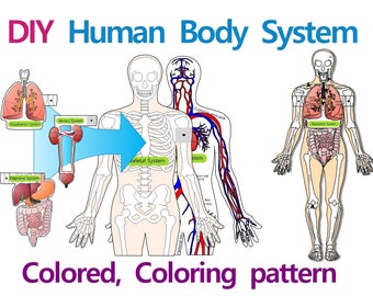 DIY Paper Human Body System Model, activité scientifique biologie, anatomie, papercraft, imprimable instant, origami