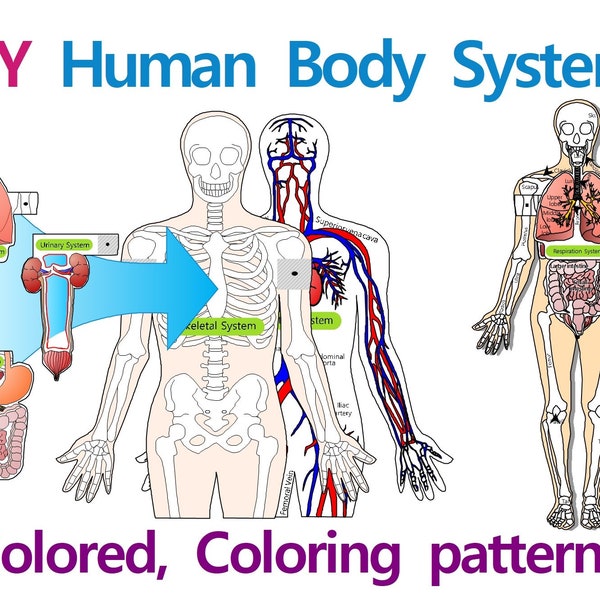 DIY Paper Human Body System Model, biology science activity, anatomy, papercraft, Printable instant, origami