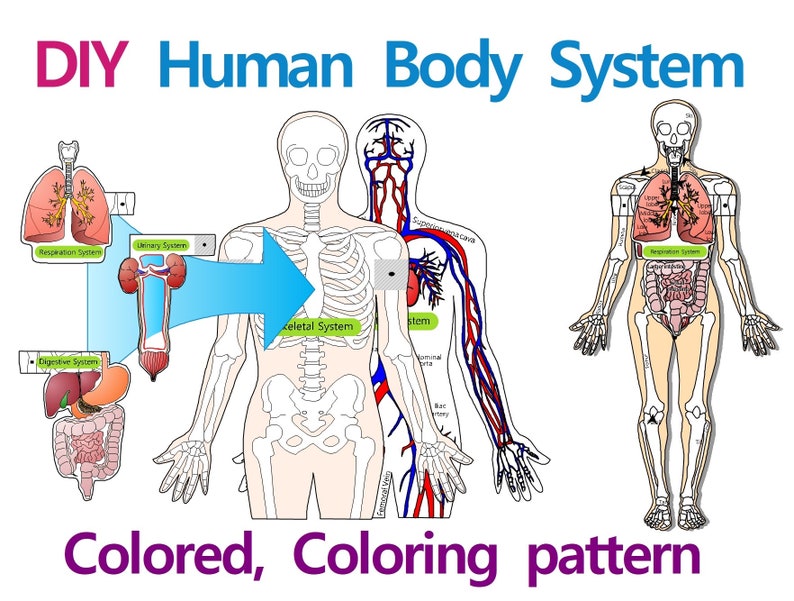 DIY Paper Human Body System Model, Biologie Wissenschaft Aktivität, Anatomie, Papercraft, Printable Instant, Origami Bild 1