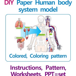 DIY Paper Human Body System Model, Biologie Wissenschaft Aktivität, Anatomie, Papercraft, Printable Instant, Origami Bild 3