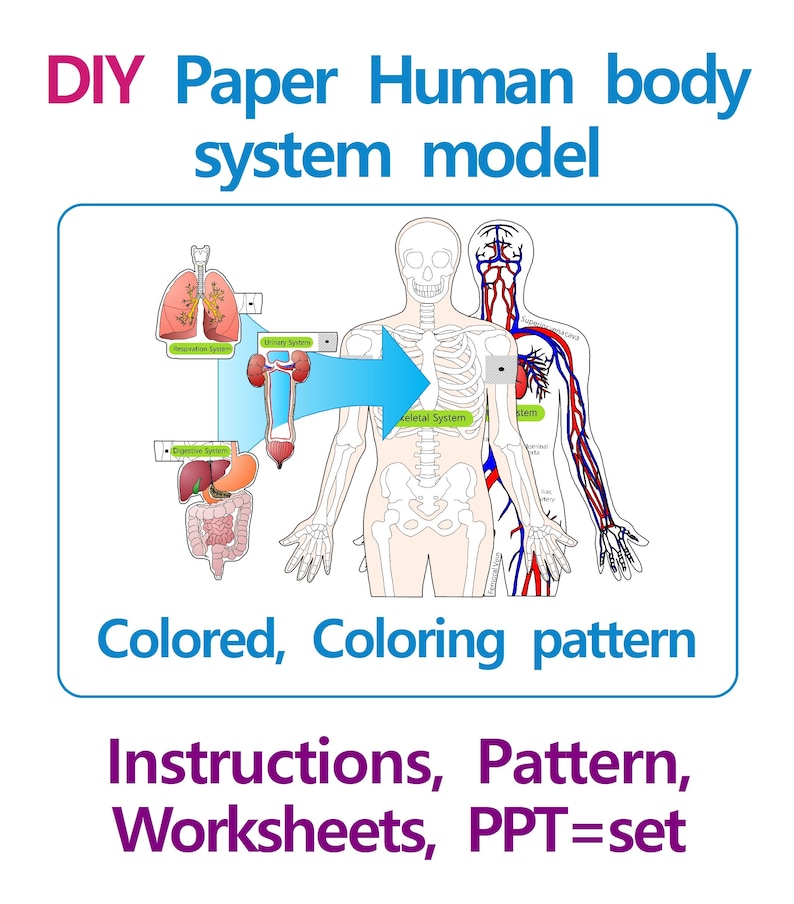 DIY Paper Human Body System Model, Biologie Wissenschaft Aktivität, Anatomie, Papercraft, Printable Instant, Origami Bild 3