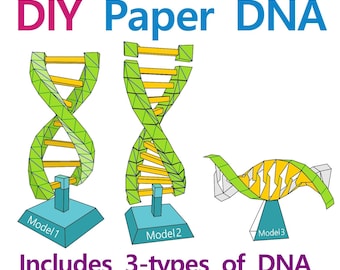 DIY 3D Paper DNA Models, Double Hexlix, Adenine, Guanine, Cytosine