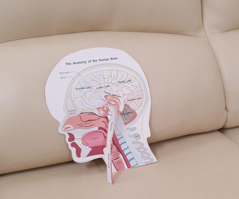 DIY Paper Human Brain Anatomy Model,biology Science Activity, Lobe ...