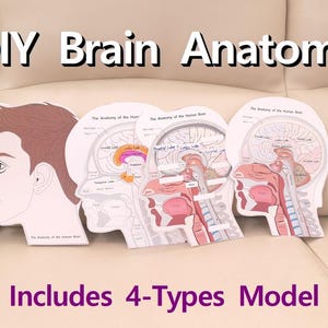 May include: DIY brain anatomy model set. The set includes four different models of the human brain, each in a head-shaped cutout. The models display the brain's anatomy with labeled parts and colorful illustrations. The text "DIY Brain Anatomy" and "Includes 4-Types Model" are visible.