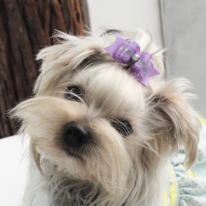 Ribbon Dog Bow: Puppy Hair Bow with Rubber Band