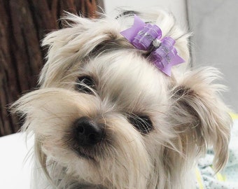 puppy bow bow