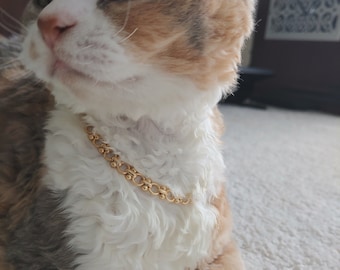 gold chains for cats