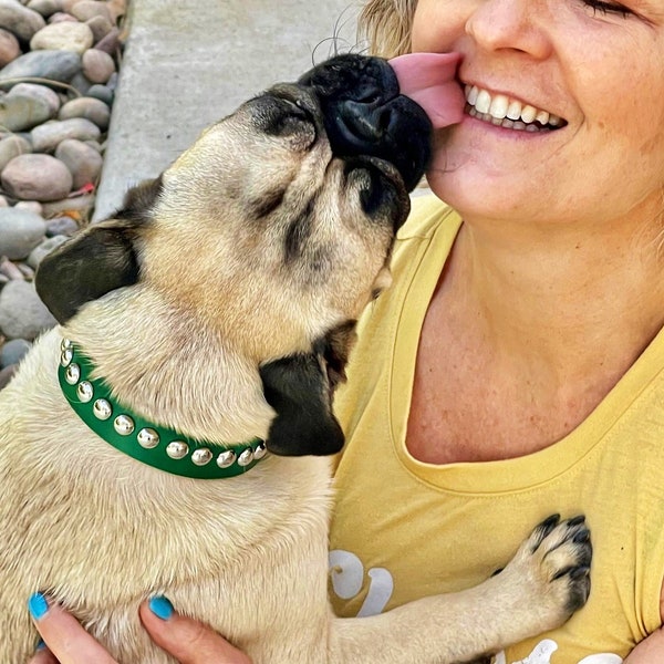 Green collar with silver studs. Studded leather dog collar. Bright green collar for large dog or collar for small dog collar.