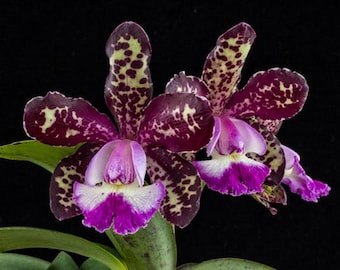 C. Motte Spot 'Paradise' (Young Plant) | Live plants indoor | Easy to grow plants | Rare houseplants | Orchids in pots
