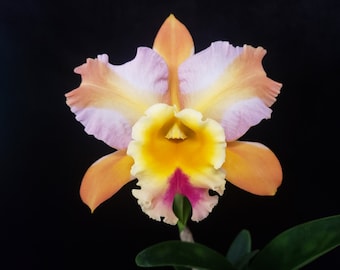 Blc. Andy Urasaki ‘Orange Flash’ (Mature Plant)