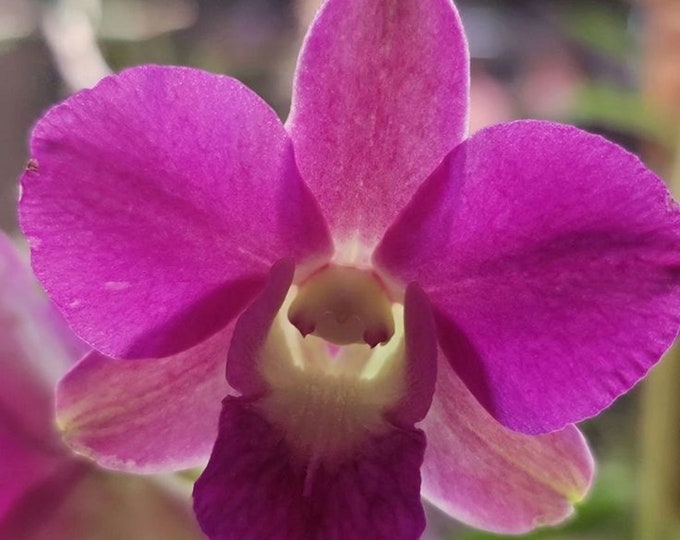 Dendrobium Emma White x Waipahu Pink (Mature Plant)