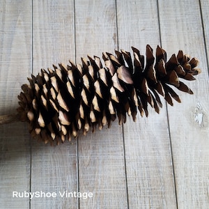 Small Pine Cones Real Pine Cones 2-3 Inch 10 Count Crafting or Decorating  Cones 