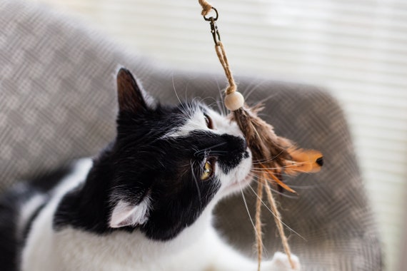 Feathers on a String Cat Toy, Feather Cat Toy, Natural Toy, Eco Toys for  Cat, Dreamcatcher, Bird Cat Toy, Bestseller Cat Toy, Long Cat Toy -   Canada