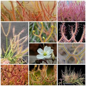 Peut inclure: Un collage d'images présentant diverses plantes carnivores, dont des droséras et une fleur blanche. Les droséras affichent des teintes rougeâtres et vertes avec des structures collantes en forme de cheveux. La fleur blanche a un centre jaune et est entourée de feuilles vertes.