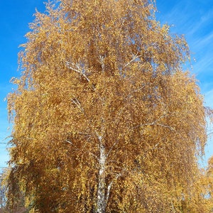 SILVER WEEPING BIRCH Tree Seeds - (Betula pendula) Hardy tree - zones 2-7