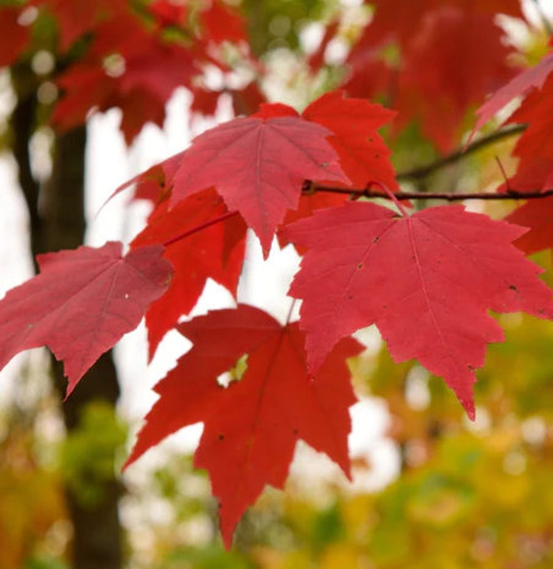 RED MAPLE Tree Seeds acer Rubrum Best and Most Popular Tree in Canada