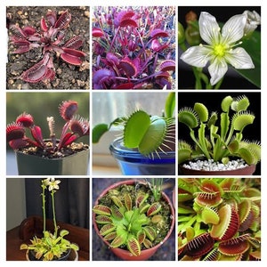 Peut inclure: Plusieurs images présentent des dionées attrape-mouches. Les plantes affichent des pièges verts et rouges vifs, certains ouverts et d'autres fermés. Une image montre une fleur blanche avec un centre jaune. Les plantes sont en pots et dans des environnements naturels.