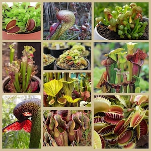3 pack Carnivorous plant Seeds - PREDATOR collection. Growing instructions included. Canada Rare exotic House plant seeds