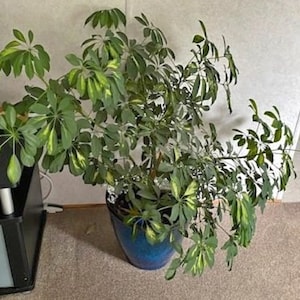 May include: A large Schefflera plant in a blue ceramic pot. The plant has vibrant green leaves with yellow variegation. The pot is round and sits on a carpeted floor. The plant is positioned against a neutral-coloured wall.