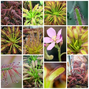 Sundew Drosera 7 VARIETIES SEED MIX  - Carnivorous  - Rare indoor - exotic house plants -Fresh Seeds - High germination rates
