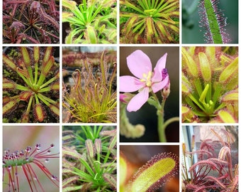 Droséra Drosera MÉLANGE DE 7 VARIÉTÉS - Carnivore - Rares plantes d'intérieur - Plantes exotiques d'intérieur - Graines fraîches - Taux de germination élevés