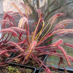 DARK MAROON -The Cape Sundew Plant seeds- Drosera Capensis Insectivorous carnivore Fresh High Quality Rare Exotic House Plants & trees