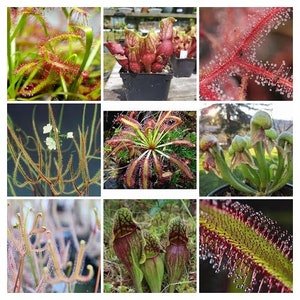 Collection HUNTER, lot de 3 graines de plantes carnivores. Instructions de culture incluses. Canada Graines exotiques rares de plantes d&#39;intérieur - Amusantes à cultiver