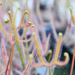 Carnivorous Forked Sundew Plant seeds- Drosera Binata Dichotoma- Fresh Quality Seeds Rare Exotic House Plants , flowers & trees