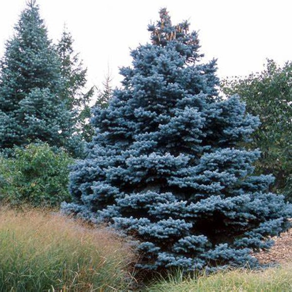 Colorado blue spruce (Épicéa bleu) Tree Seeds - Fresh Canada Quality 1 Seeds