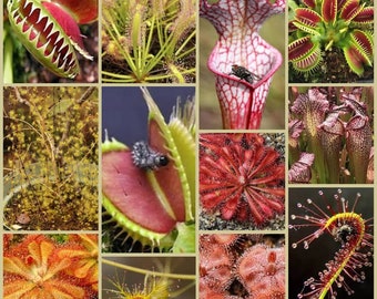 3 pack Carnivorous plant Seeds - PREDATOR collection. Growing instructions included. Canada Rare exotic House plant seeds