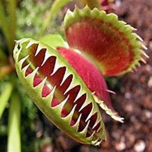 Peut inclure: Gros plan d'une plante carnivore, la dionée attrape-mouche, avec un piège ouvert vert et rouge. Les bords du piège sont ornés de structures en forme de dents. L'arrière-plan est flou, avec de la terre et de la verdure.
