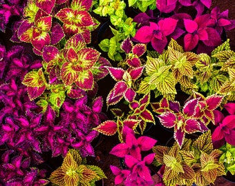 100+ Mixed Coleus  seeds - Free shipping (Top Quality Canadian no. 1 seeds)