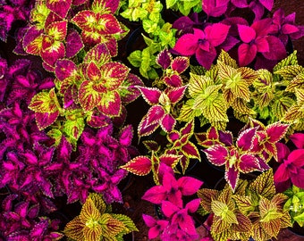 Plus de 100 graines de Coleus mélangées - Livraison gratuite (graines canadiennes n° 1 de grande qualité)