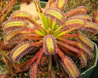 The Cape Sundew Plant seeds- Drosera Capensis - carnivorous -Insectivorous Fresh High Quality Rare Exotic House Plants & trees Canada