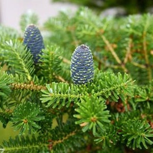 BALSAM FIR Tree Seeds - Canadian - North American tree - zones 3-5