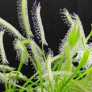 May include: Detailed image of a sundew plant, showcasing its green, elongated leaves and stems. The leaves are adorned with numerous, sparkling droplets, creating a dewy effect. The backdrop is a deep black, accentuating the plant's intricate details.