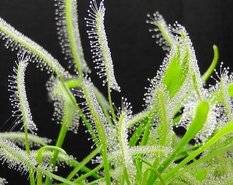 Carnivorous Cape Sundew Plant seeds- Drosera capensis alba - White Form -  Fresh Quality Seeds Rare Exotic House Plants , flowers & trees
