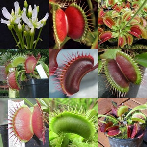 SEED MIX Carnivorous insect eater plant - Rare indoor plants - exotic house plants - Free shipping -Fresh Seeds - Pest control plant