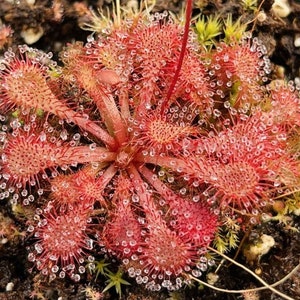 Carnivorous Plant Seeds-  Rare Exotic - Drosera Spatulata Seeds