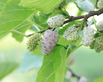 WITTE MULBERRY-zaden -Morus alba- Zeldzaam fruit (Canada)
