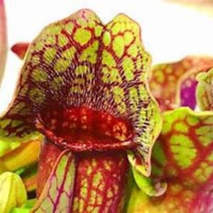 Fresh Carnivorous Pitcher Plant Seeds- House plant Rare Exotic - Insect eater plant