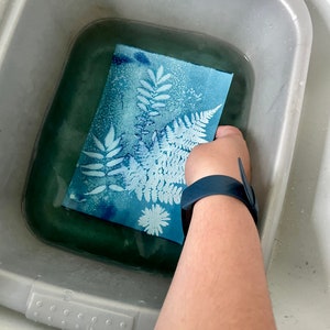 May include: A blue cyanotype print of ferns and a daisy in a plastic tub of water.