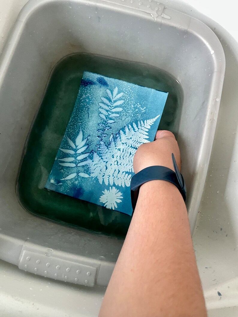 May include: A blue cyanotype print of ferns and a daisy in a plastic tub of water.