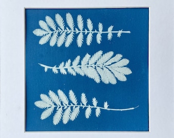 Mounted Original Cyanotype Print