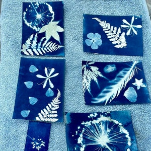May include: Six cyanotype prints of various plants and flowers, including ferns, leaves, and blossoms. The prints are displayed on a blue textured surface.