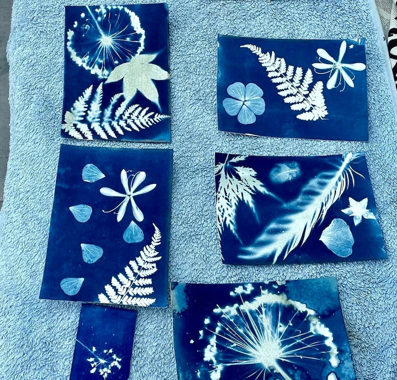 May include: Six cyanotype prints of various plants and flowers, including ferns, leaves, and blossoms. The prints are displayed on a blue textured surface.