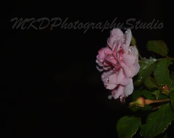 Pink Rose in Rain- Downloadable Rose Photo- Instant Photography Home Décor