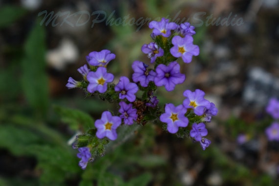 kriechender teppich Kriechende Teppichverbene - Phyla nodiflora