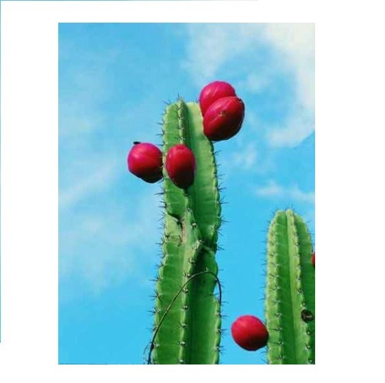 Cactus Mandacaru / Cereus Jamacaru Size 3'' Live Plant - Etsy.de