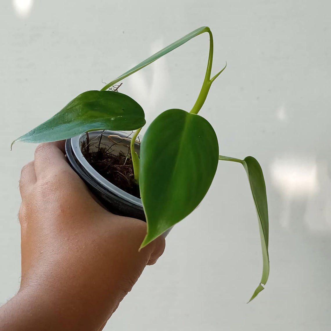 Philodendron Microstictum avec phytosanitaire DHL Express | Etsy